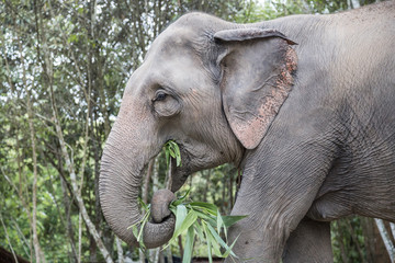 Elephant feeding in the jungle