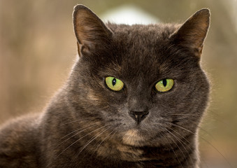 Grey female cat with green eyes looking into camera, head shot
