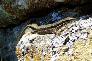 Sunbathing lizard