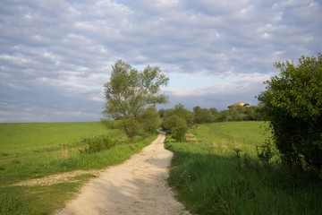  Magic trees and paths in the forest during sunrise and sunset. Slovakia
