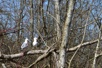 A pair of gulls in the forest