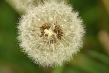 beautiful white dandelion macro with seed details against green, spring background
