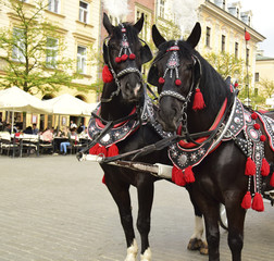 Naklejka na ściany i meble Horses stand on a cobblestone road of the old city. Horses are intended for transportation of tourists.