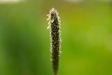 Grass pollen on a green background focus