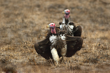 The lappet-faced vulture or Nubian vulture (Torgos tracheliotos) , a pair of runs to prey