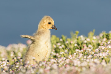 Goose chick Wing Flap