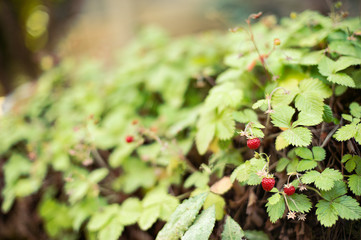 Small wild strawberry plant with green leafs and ripe red fruit.