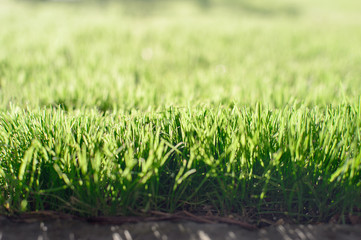 Green grass on green background. Capture with selective focus.