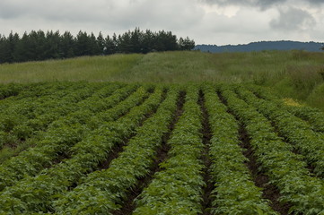 Fototapeta na wymiar View of potato-field, glade and hurst on a top at Plana mounrain, Bulgaria 
