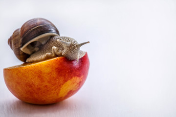 big snail eating nectarine on a white background