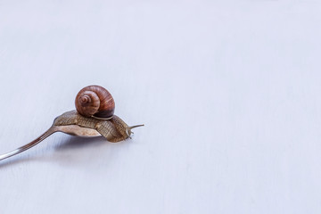 large grape snail crawling on an old tablespoon on white background