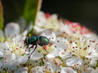 Fliege auf Blüten, Insekt, Natur, Tier 