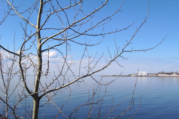 Seascape with a tree. Spring, a tree in the background of the Gulf of Finland.