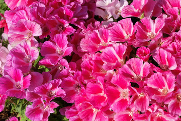 Fototapeta premium Close up image of Pink flowers, background