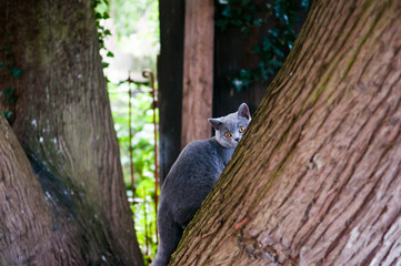 Cat playing outside in the garden