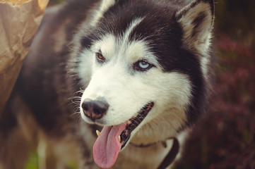 dog husky with different color eyes in the warm dark background