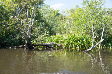 Fototapeta na wymiar Mangrove swamp flora and fauna Mexico