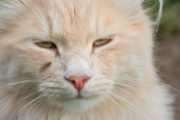 Animal portrait. Portrait of a white tomcat with long fur.