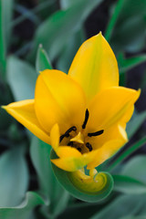 желтый тюльпан