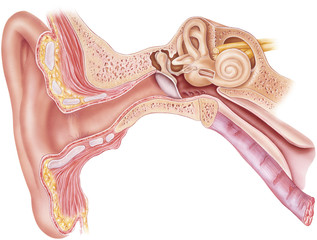 Frontal section through the right external, middle, and internal ear. 