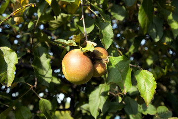 Apple on an apple tree