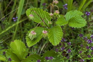 Wild strawberries with green leaves and unripe fruit, blossom  of wild thyme orThymus 

serpillorum, Plana, mounrain, Bulgaria