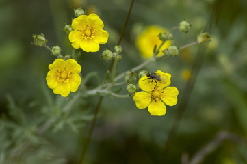 Fly on a wild yellow flower in Plana mountain, Bulgaria  