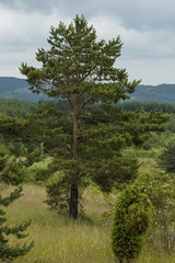 Majestic spring pine-tree, fresh glade with different grass and blossom  wildflower, Plana, 

mounrain, Bulgaria   