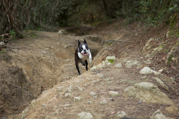 Boston terrier