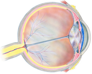 A human eyeball cross section.