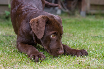 Labrador Welpe