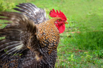 Farm animals. Macro shot of a surprised cock beating his wings.