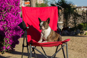 Boston terrier sentado en una silla al sol