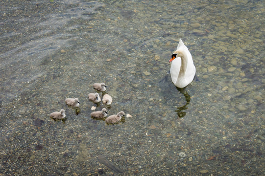 Swan with baby chicks, Lindau, Bodensee, in South Germany, May 2017