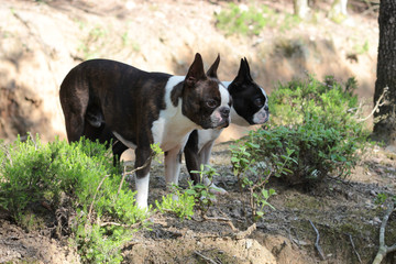 Boston terrier
