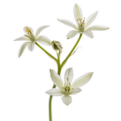 Ornithogalum flower, isolated on white background