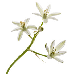 Ornithogalum flower, isolated on white background