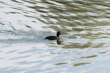 Tuffetto (Tachybaptus ruficollis)