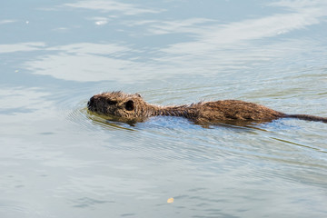 Nutria che nuota