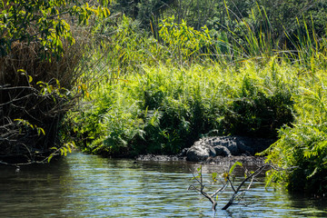 mangrove swamp crocodile Mexico