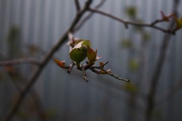 на дереве распускаются листья