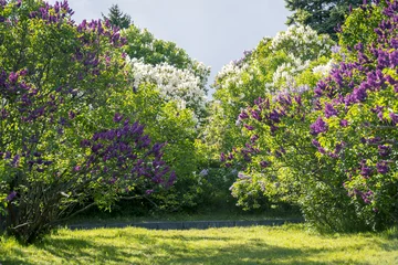 Photo sur Aluminium Lilas Panorama des arbres lilas en fleurs de printemps