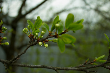 Цветущая яблоня 