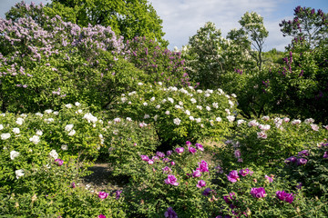 Tree Peonies and Blooming Lilac Panorama