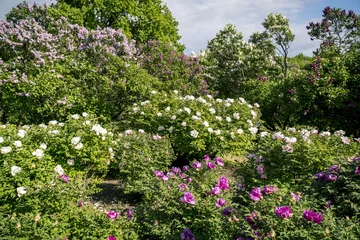 Photo sur Plexiglas Lilas Pivoines arbustives et panorama de lilas en fleurs