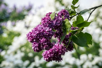 Photo sur Aluminium Lilas Spring Blooming Lilac Branches