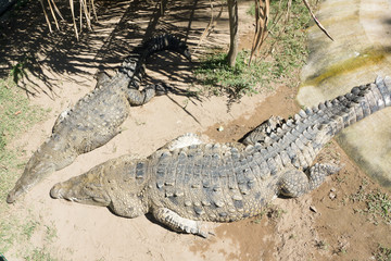 mangrove swamp crocodile Mexico