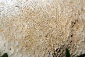 White coral texture