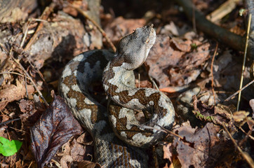 Viper ready to strike