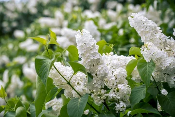 Photo sur Plexiglas Lilas Branches de lilas blanc à fleurs printanières